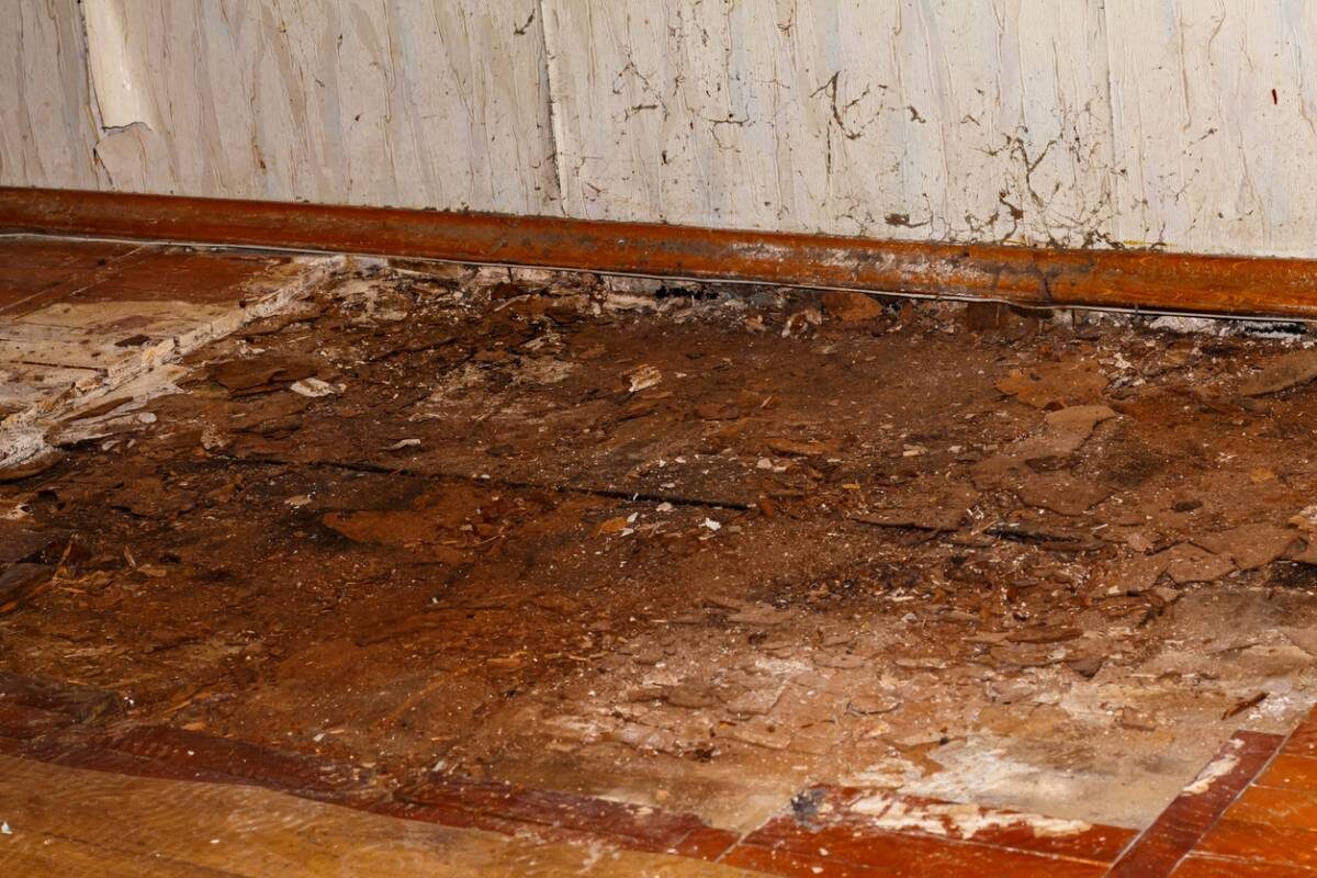 Mérule dans votre maison : les signes avant-coureurs à connaître