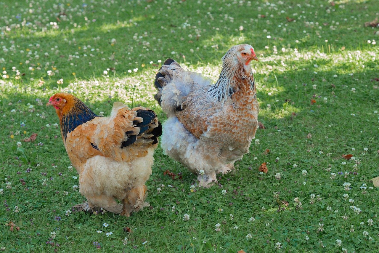 Comment les tunnels pour poules aident à éviter la surpopulation dans les poulaillers de jardin