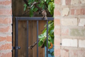 portillon de jardin