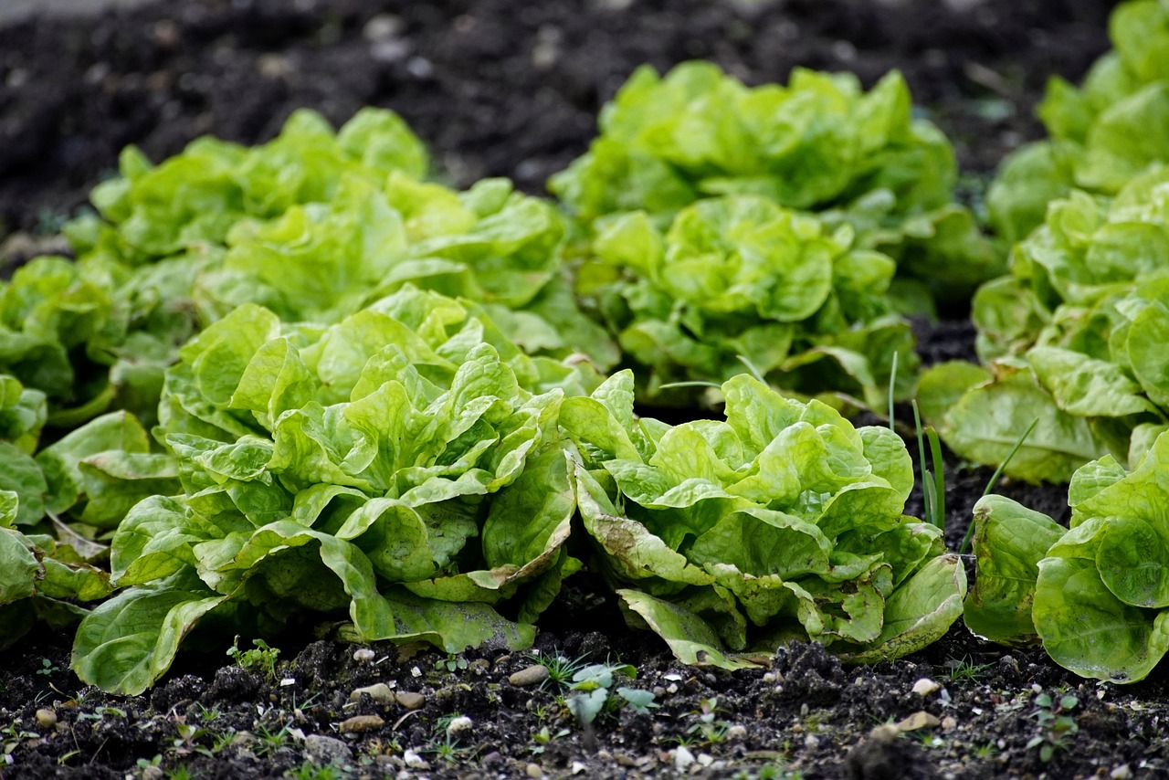 comment protéger les plants de salade
